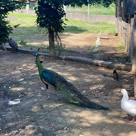 Quinta Da Vinha Do Souto * Arouca